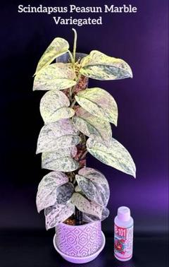 スキンダプサス　ピースンマーブルバリエガータ Marble Plants Lovers🪴🪴🙋‍♀️❓ マーブル模様好きには堪らん