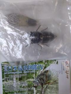 2025年最新】原色日本昆虫 ゼミの人気アイテム - メルカリ
