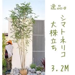 逸品。特大自然樹系 マルバノキ株立ち3.2M(鉢底から) マルバノキ株立ち3.2M(鉢底から) 逸品。特大自然樹系