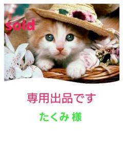 Amazon.co.jp: くまこりんセットえなこ写真集4冊ブロマイド5枚