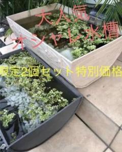 ⚜大人気⚜ 水槽 ⚜diy⚜ 2個 メダカ 金魚 ⚜213