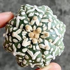 A1297限定セット★オークション販売★ 5株セット！スーパー兜 Vタイプ Astrophytum asterias スーパー兜Vタイプ 兜丸 サボテン