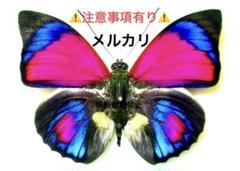 もずく 標本蝶 3頭セット 2025年最新】蝶の人気アイテム - メルカリ