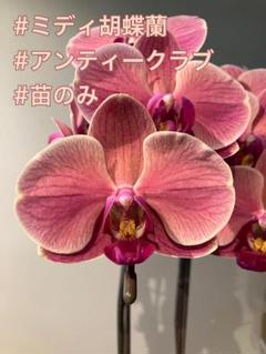 Kya Pauley　ミディ胡蝶蘭　ファレノプシス　クランベリー　バレット 洋蘭 胡蝶蘭 ミディ 1鉢