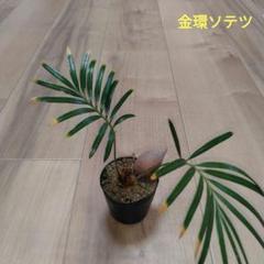 2025年最新】金環ソテツの人気アイテム - メルカリ