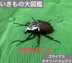 2025年最新】ハナムグリの人気アイテム - メルカリ