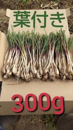 島らっきょう 種の中古 未使用品 メルカリ