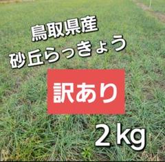 2025年最新】砂丘らっきょうの人気アイテム - メルカリ