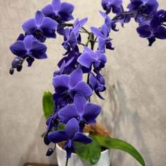現品のみ❗️枝ぶり良いです。超希少❗️胡蝶蘭❤️ブルージーン