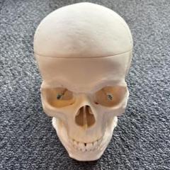 ソムソ　SOMSO 足関節　ゴム可動式　骨格模型　理学療法士　PT ソムソ SOMSO 足関節 ゴム可動式 骨格模型 理学療法士 PT