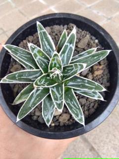 【鉢植え32cm★姫笹の雪】アガベ・ビクトリアエ・レギナエ（現物） アガベ・ビクトリアレギネ【姫笹の雪】 | GABA