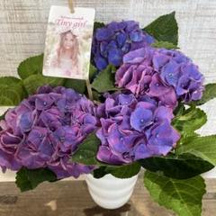 【きらりさん専用】アジサイ「タイニーガール」赤仕立てと青仕立てまとめて 数量限定】紫陽花 あじさい タイニーガール 青 4.5号鉢 鉢植え
