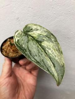 スキンダプサス　ピースンマーブルバリエガータ Marble Plants Lovers🪴🪴🙋‍♀️❓ マーブル模様好きには堪らん