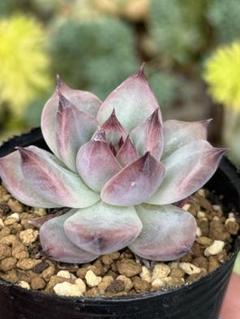 多肉植物 中里リンゼアナ自家受粉から育てた苗 多肉植物 中里リンゼアナ自家受粉から育てた苗 - メルカリ