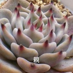 おらいさん.＊札のみ.11種セット.＊ Yahoo!オークション -「多肉植物おらいさん苗」(観葉植物) の
