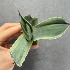 多肉植物アガベ オルカ 極上カット株 特大株アガベ 吉祥冠錦 黄覆輪 特美株 激レア高級多肉植物 狂強