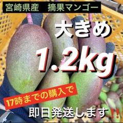 宮崎県産　摘果マンゴー14.5㌔ 宮崎県産 摘果マンゴー