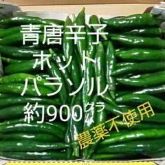 青唐辛子 ホットパラソル 約900㌘