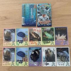 鳥羽水族館　コレカ　10パックセット　70周年記念　メイキラ　セレナ　チェキ風 コレクションカード 鳥羽水族館 10パックセット チェキ風 トレカ