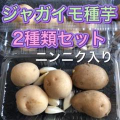 ジャガイモ種芋2種とニンニク球根セット