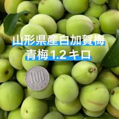 76)山形県産青梅♡白加賀梅♡梅ジュース♡1.2キロ - メルカリ