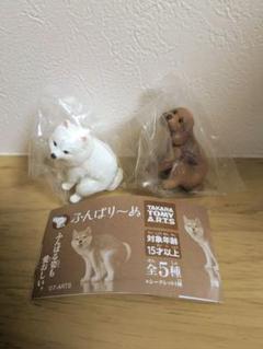 ふんばりーぬ　トイプードル　ポメラニアン