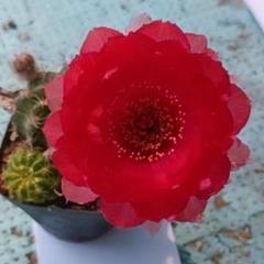 多肉植物 八重咲き花サボテン (L33牡丹の交配種) 赤色の牡丹