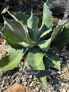 アガベ　クレイジーホース、アメリカーナセット　大株 Amazon.co.jp: Agave salmiana v.feroxCrazy Horse アガベ