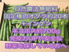 最終 自然農法 拘りは説明で 固定種無肥料オクラ約20本 インゲン