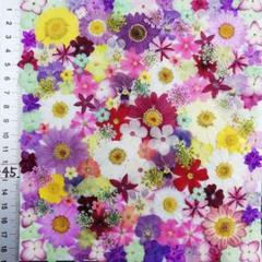 押し花素材　NO845 ノースボール ビオラ 紫陽花　バーベナ 小花　 押し花