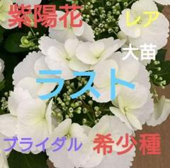 来年育成用アジサイ5種♡メルカリ便 来年育成用アジサイ5種♡メルカリ便 - メルカリ