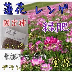蓮花 レンゲ 緑肥 固定種 野菜の種 ハーブの種 家庭菜園 自然農 草マルチ