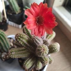 サボテン　瑠璃兜　接木　4号鉢つき　4頭❗赤黄花❗ サボテン 瑠璃兜 接木 4号鉢つき 4頭❗赤黄花❗Ω