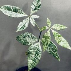 パキラ 斑入り ミルキーウェイ 実生