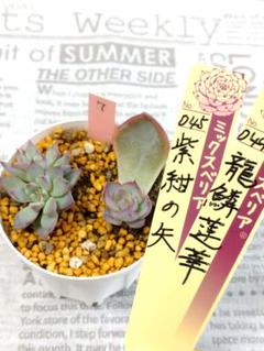 ⑥大きめ苗! 青鬼❣️祭囃子❣️紅染華❣️紫紺の矢❣️うぐいす❣️メルカリ便込 2025年最新】おらいさん苗の人気アイテム - メルカリ