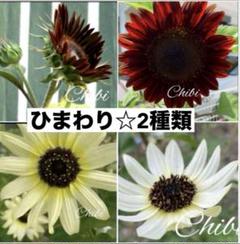 ひまわり様 リクエスト 3点 まとめ商品 ひまわり様 リクエスト 3点 まとめ商品