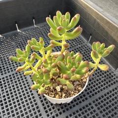 2025年最新】ルビーティント 多肉植物の人気アイテム - メルカリ