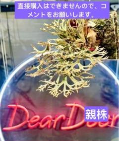 2025年最新】willinckii 金童の人気アイテム - メルカリ