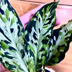 2025年最新】品種名：アグラオネマ・ピクタム その他観葉植物の