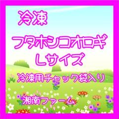 冷凍コオロギ Lサイズ 4kg 爬虫類 両生類 小動物 アロワナ フトアゴ等