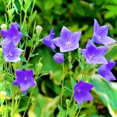 【昔から愛される日本の花!】桔梗☆キキョウ 種 カラフルミックス200粒以上!
