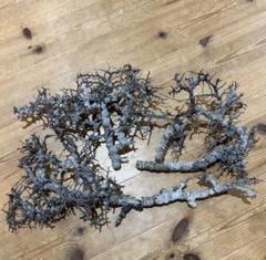 本日限定　超希少　特大株　コミフォラ　エイル　Sp.　発根済み　激レア品種 Commiphora sp. somalia eyl / コミフォラ エイル (微発根) |