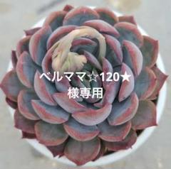 o1024102415095816675.jpg