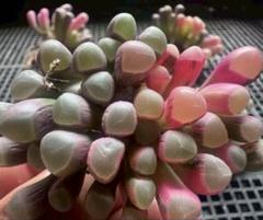 ラ*ル様 多肉植物　五十鈴玉錦　最上級斑入り　　鮮明錦 10株 多肉植物 五十鈴玉錦 最上級斑入り 鮮明錦 10株 - メルカリ