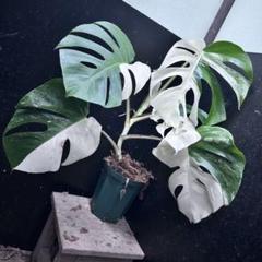 極美斑入り モンステラ ホワイトタイガー ハーフムーン60cm 鉢