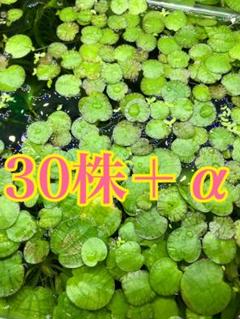 《6/8月曜日 発送》 アマゾンフロッグピット 無農薬 メダカ 浮草
