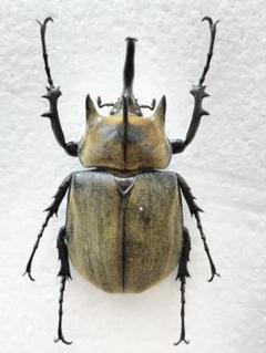 ギアスゾウカブト標本 - メルカリ