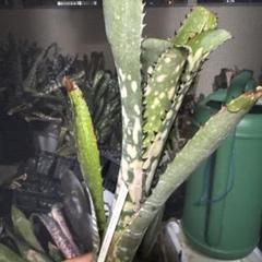 ブロメリア　billbergia toneprai commetstar ブロメリア billbergia toneprai commetstar - メルカリ