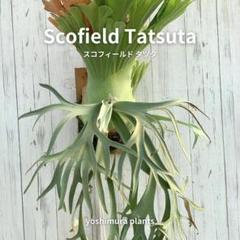 scofield tatsuta spore NO.2 ビカクシダ ビカクシダ スコフィールドタツタ オリジナル OC株（ビカクシダ