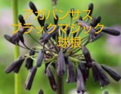 まき!限定アガパンサス ブラックマジック 球根②③④⑤ 数量限定 アガパンサス ブラックマジック⑤ 球根 - メルカリ